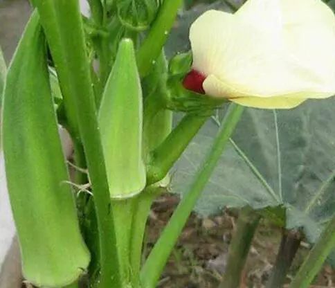 家里阳台春季可种20种蔬菜,阳台上合适种哪些蔬菜好看又营养