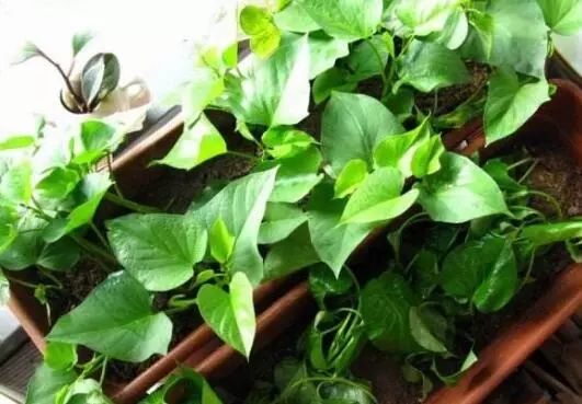 家里阳台春季可种20种蔬菜,阳台上合适种哪些蔬菜好看又营养