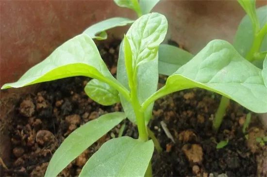 家里阳台春季可种20种蔬菜,阳台上合适种哪些蔬菜好看又营养