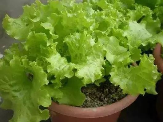 家里阳台春季可种20种蔬菜,阳台上合适种哪些蔬菜好看又营养