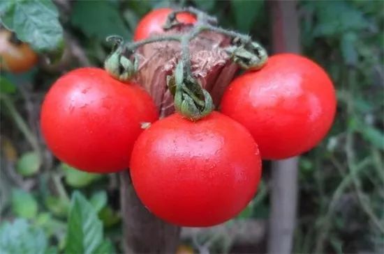 家里阳台春季可种20种蔬菜,阳台上合适种哪些蔬菜好看又营养