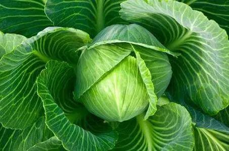 家里阳台春季可种20种蔬菜,阳台上合适种哪些蔬菜好看又营养