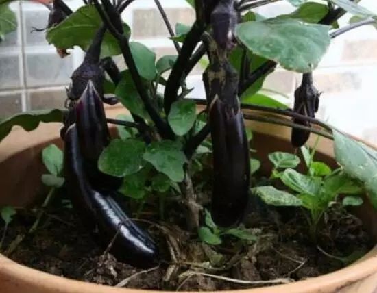 家里阳台春季可种20种蔬菜,阳台上合适种哪些蔬菜好看又营养