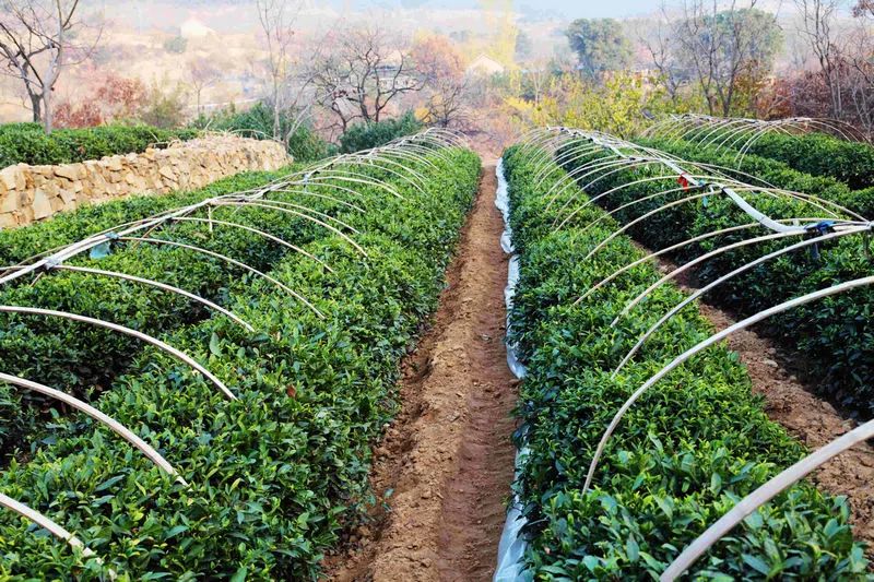 回家过年带了什么回家,过年回家带什么特产最好