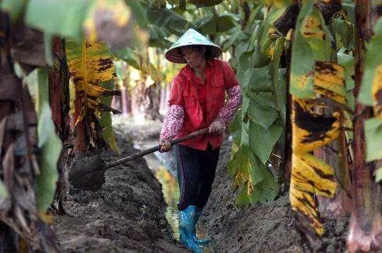 柑橘果树后期管理措施,香蕉冻害