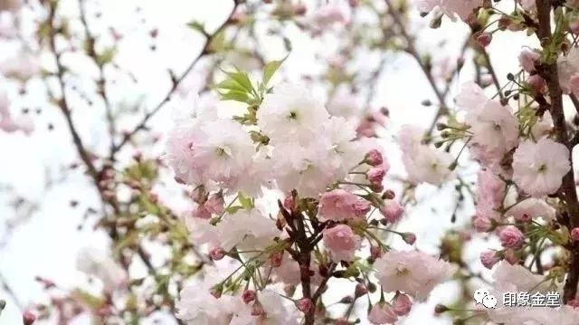 金堂赏花最佳地点时间,金堂赏花之梨花篇