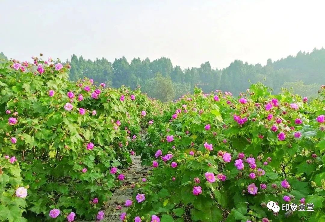金堂赏花最佳地点时间,金堂赏花之梨花篇