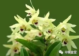 金堂赏花最佳地点时间,金堂赏花之梨花篇