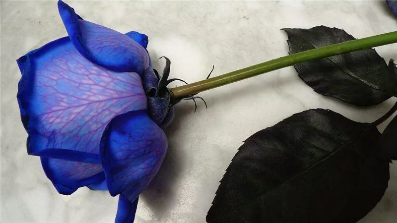 情人节浪漫仪式感玫瑰花,浪漫情人节甜蜜献礼