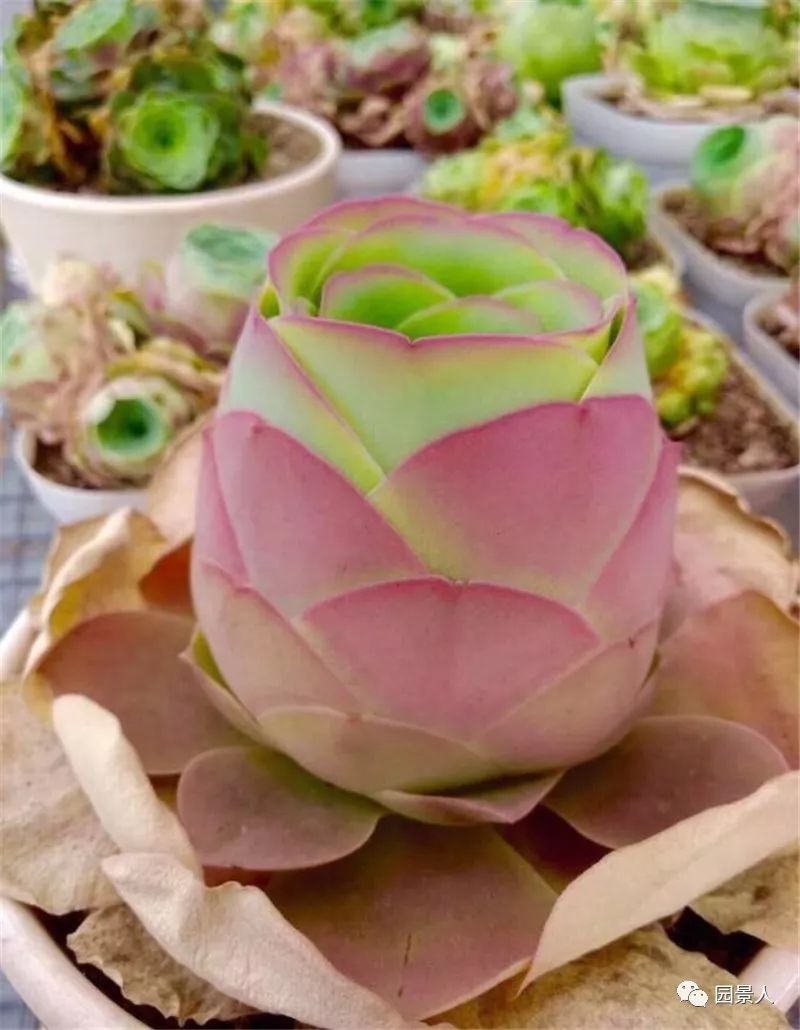 情人节浪漫仪式感玫瑰花,浪漫情人节甜蜜献礼