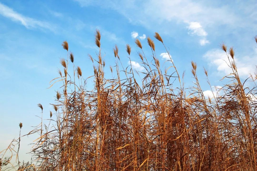 《论语》中的精华，只读一遍，受益终生