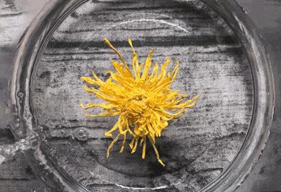 春季养生清肝食物大全图片,春天清肝火明目的食物