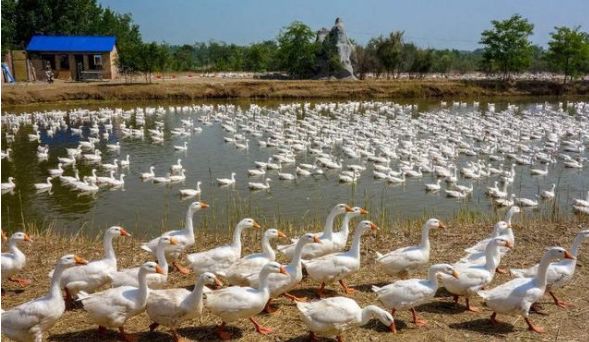 鹅养殖成本和利润,一只鹅的饲养成本是多少