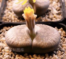 脚气会传染到脸上吗图片,消灭脚气的最好的方法