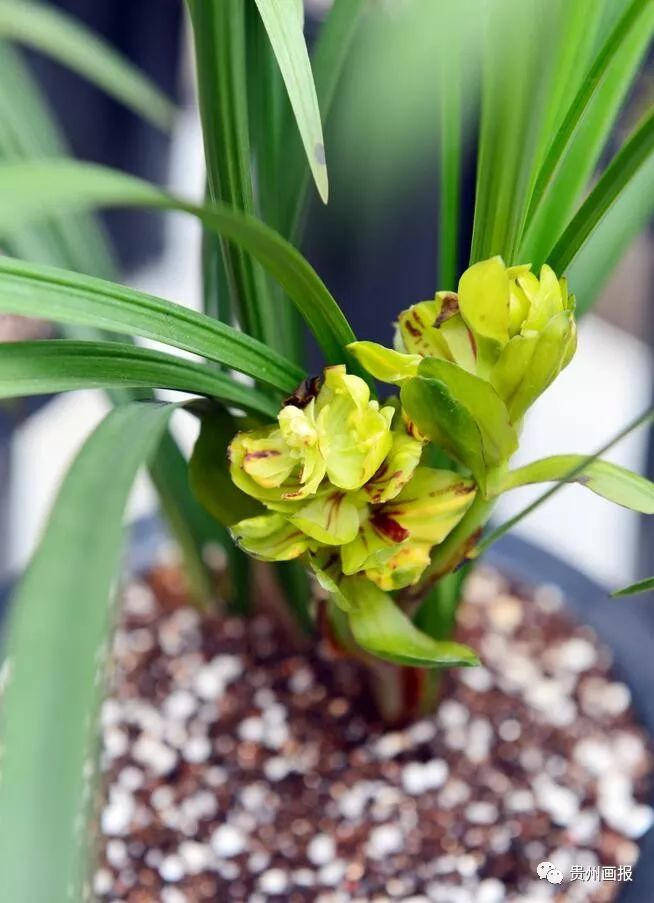 关于兰花的唯美意境诗句,关于兰花香溢的唯美诗句