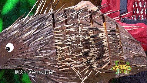 企鹅单身日记：我就是“吃饭睡觉打豆豆”里的豆豆