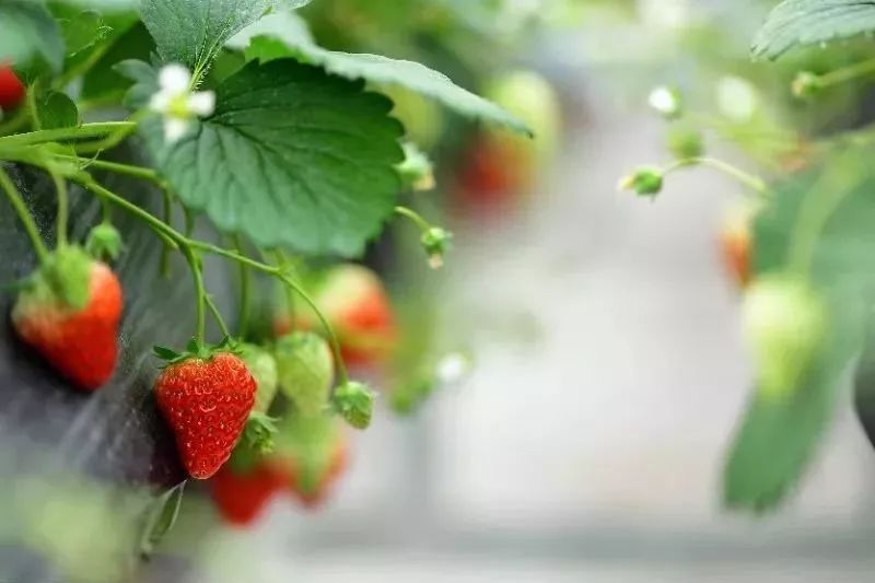 草莓爱马仕,草莓中的爱马仕测评