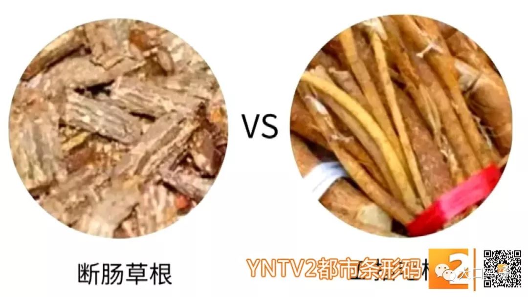春天吃花要注意！吃错会中毒，头晕恶心呕吐，每年都有人中招