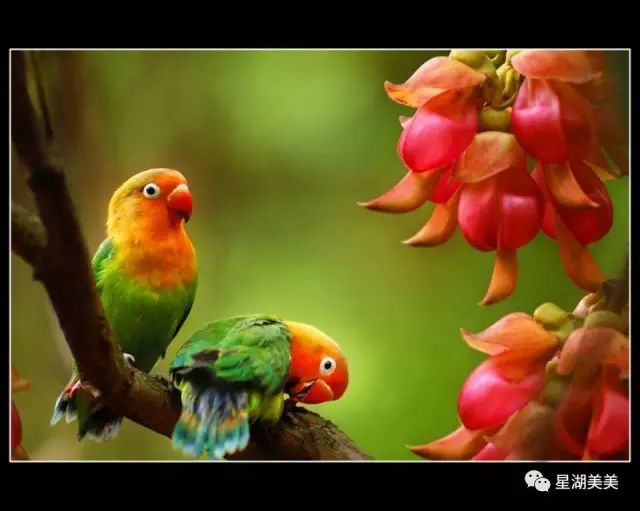 七星岩禾仙岛黄花铃木,七星岩黄花风铃四季变化