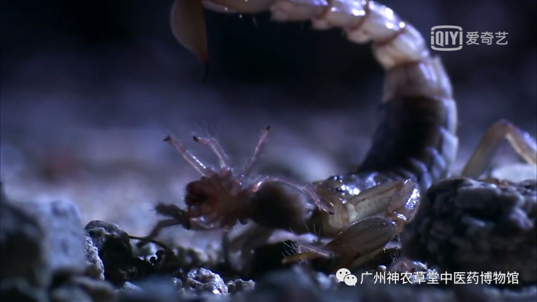 涓嵂浜旀瘨鍔熸晥,涓尰浜旀瘨鐢ㄨ嵂绮鹃珦