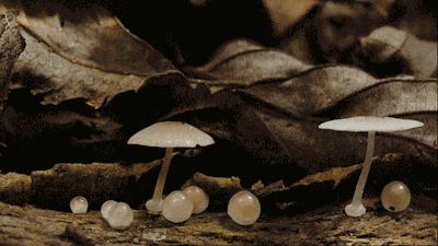 我市权威部门发布紧急提醒！中毒高发季，断然不采不购不食用