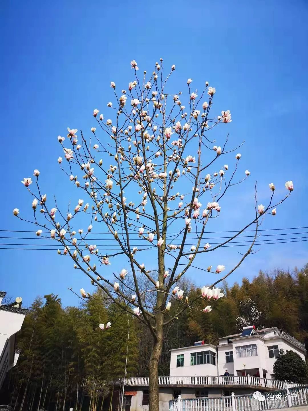 又到海螺望春花期，踏青赏花的能够约起了～