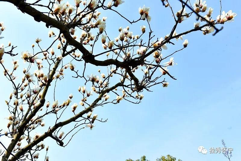 又到海螺望春花期，踏青赏花的能够约起了～