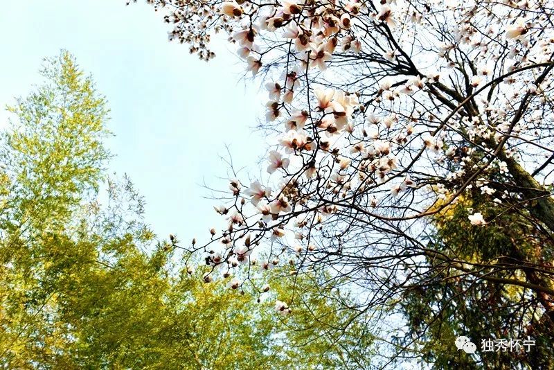 又到海螺望春花期，踏青赏花的能够约起了～