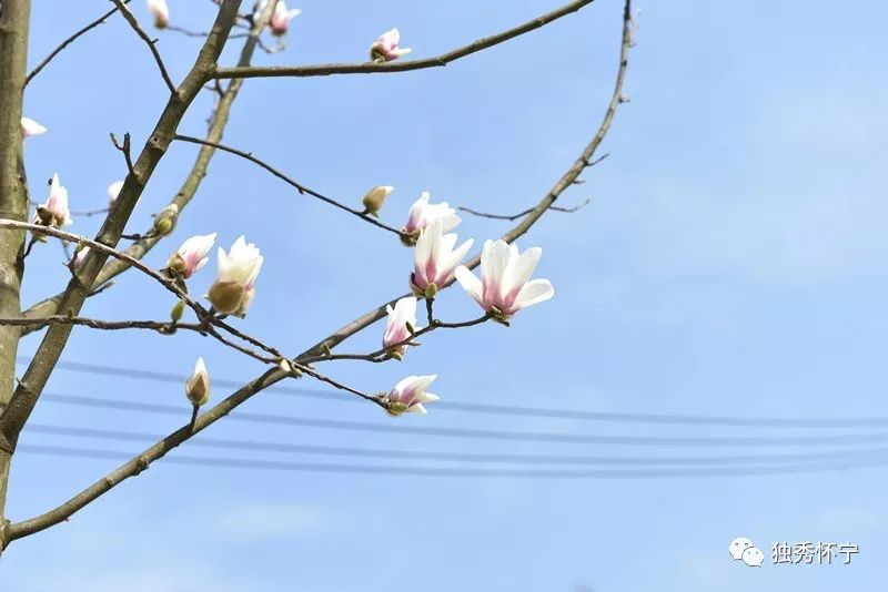 又到海螺望春花期，踏青赏花的能够约起了～