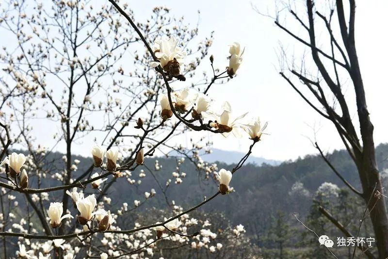 又到海螺望春花期，踏青赏花的能够约起了～