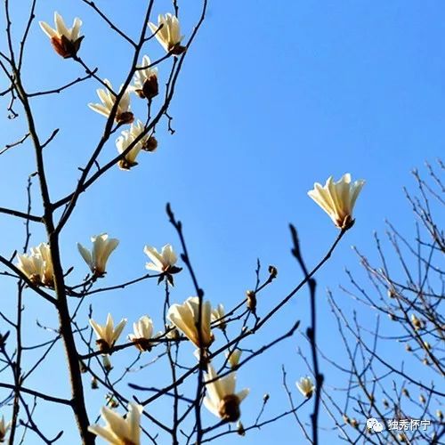 又到海螺望春花期，踏青赏花的能够约起了～