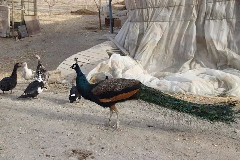 和静县肉鸽养殖基地,和静养殖基地