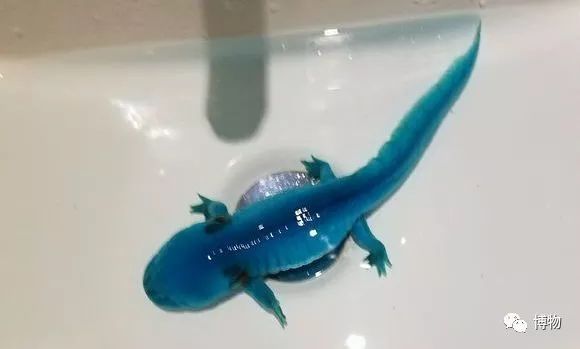 9102年了，别再用“人造”伤害动物和买家