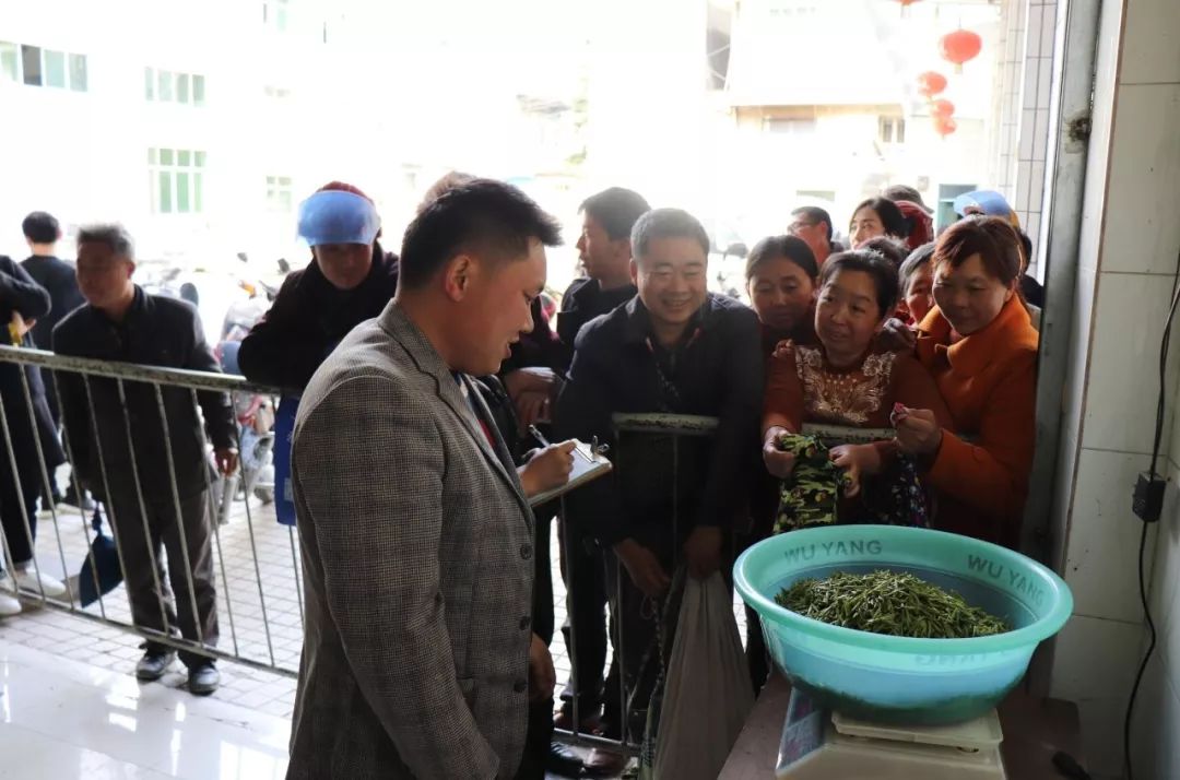 *花采**毛尖春茶今日开园，首批茶农搭上茶产业扶贫直通车