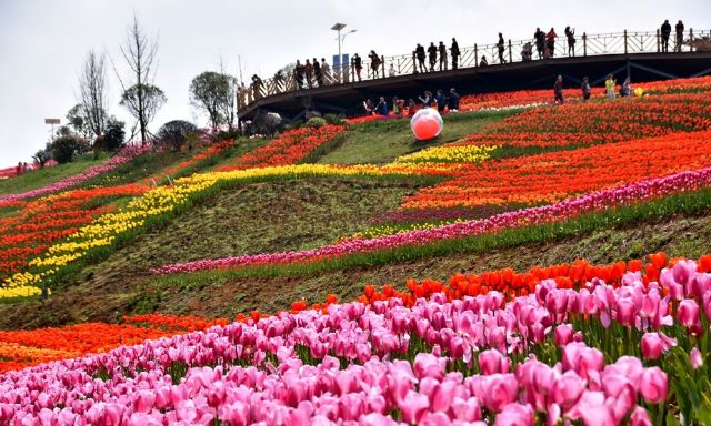 贵阳合适春季游玩赏花的好去处,贵阳春天最美的地方在哪里