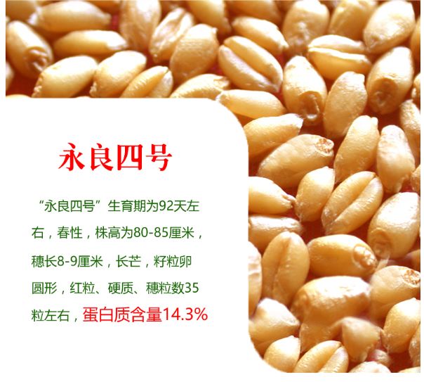 河套小麦知识,河套小麦为啥好