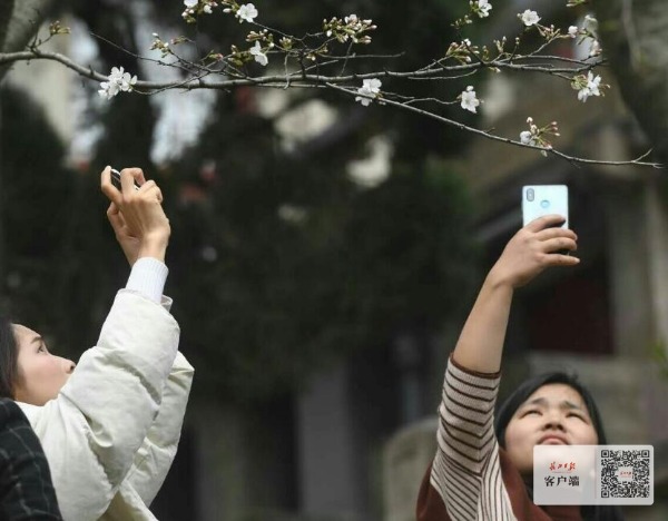 武大看樱花还要预约吗,武大赏樱花需要预约吗