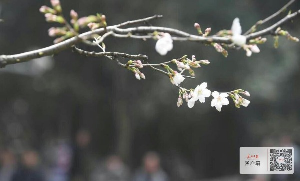 武大看樱花还要预约吗,武大赏樱花需要预约吗