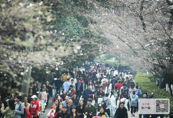 武大看樱花还要预约吗,武大赏樱花需要预约吗
