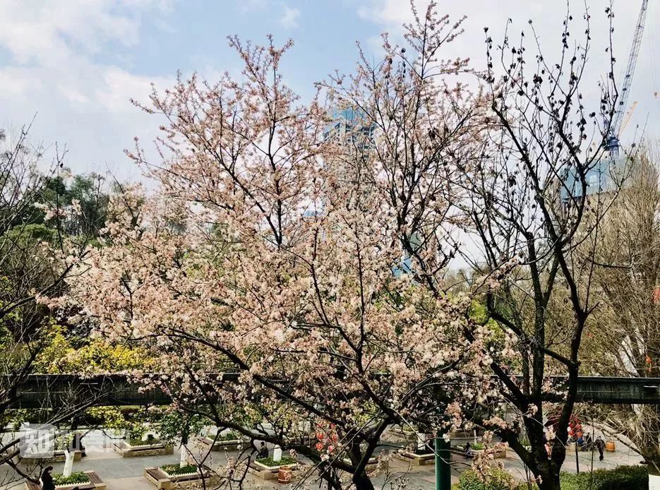 贵阳合适春季游玩赏花的好去处,贵阳春天最美的地方在哪里