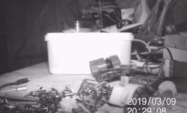 桌面每晚都被神秘力量整理干净，装了监控才发现居然是老鼠在收拾?!