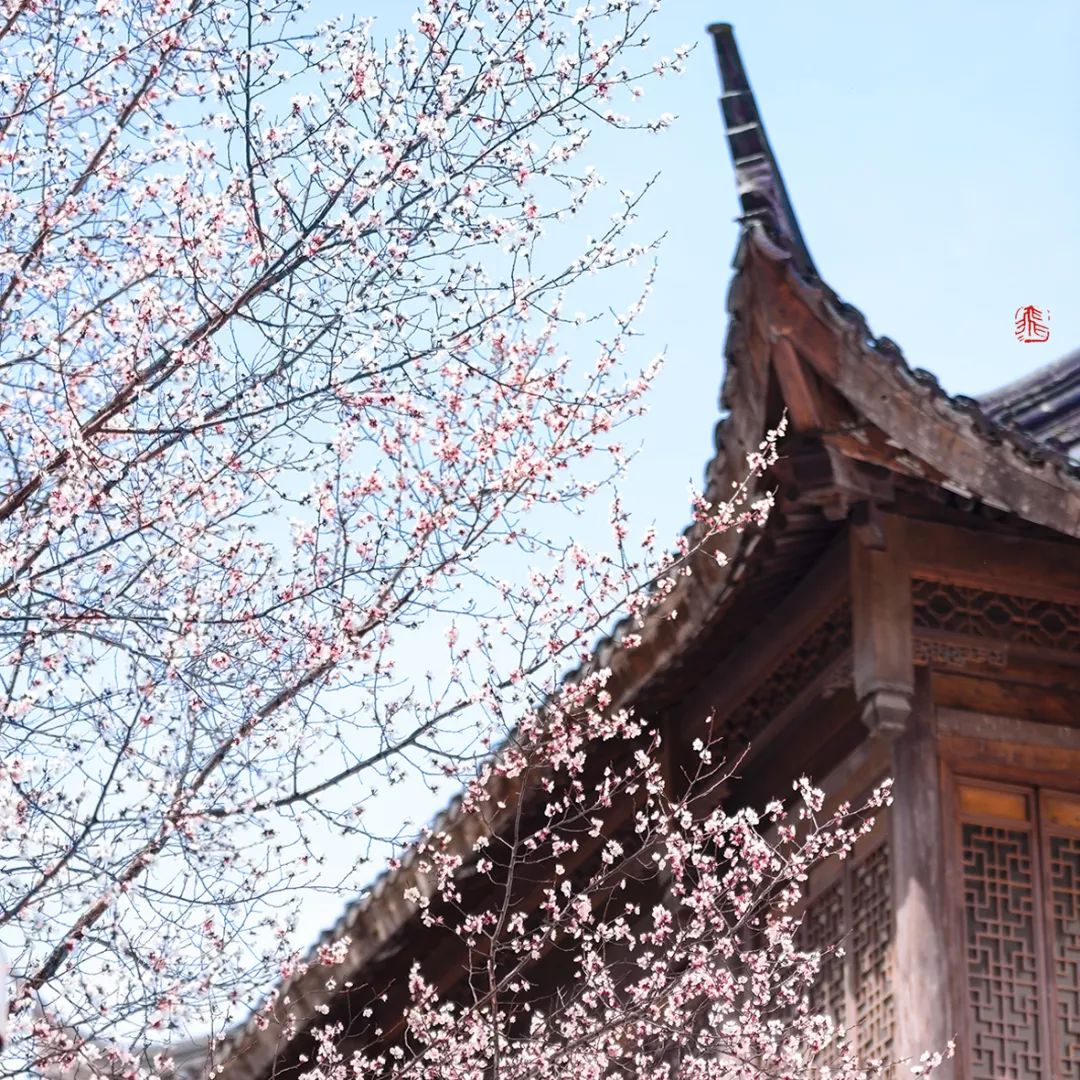 妯辨妗冩潖鏉庢ⅷ杈ㄨ鏂规硶,姊呮潕妗冩潖妯辫姳鎬庝箞鍖哄垎