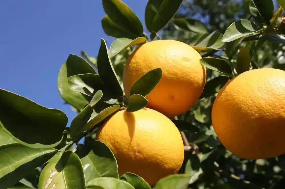 新鲜多汁的柚子又酸又甜,春天唯一的应季鲜柚