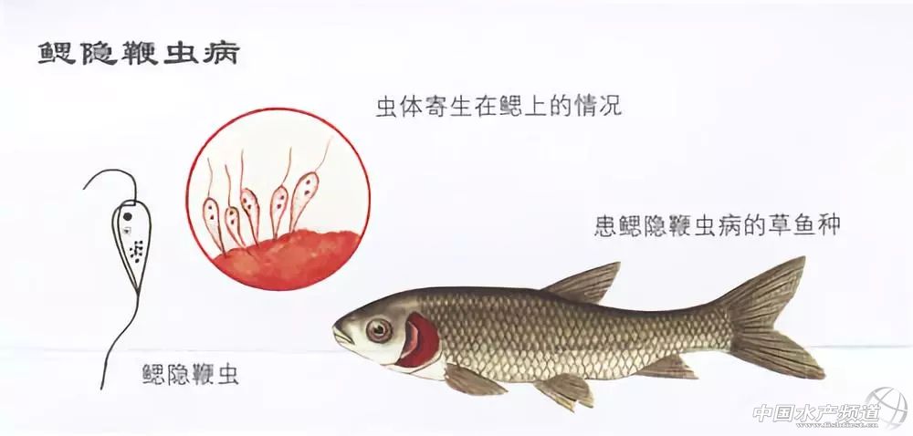 常见鱼鳃病,鱼类最难治的病