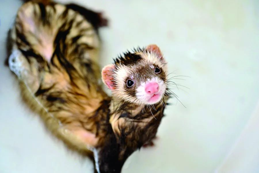 萌宠雪貂多少钱一只啊,萌宠雪貂的视频