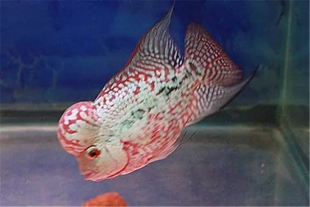 中等大小河虾怎么处理,放河虾笼的技巧视频