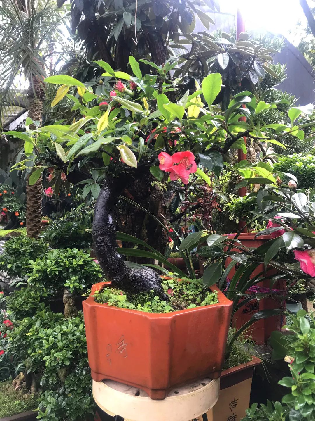 花色撩人，亲测德阳这两家花市，“花chi”去了就不想出来！