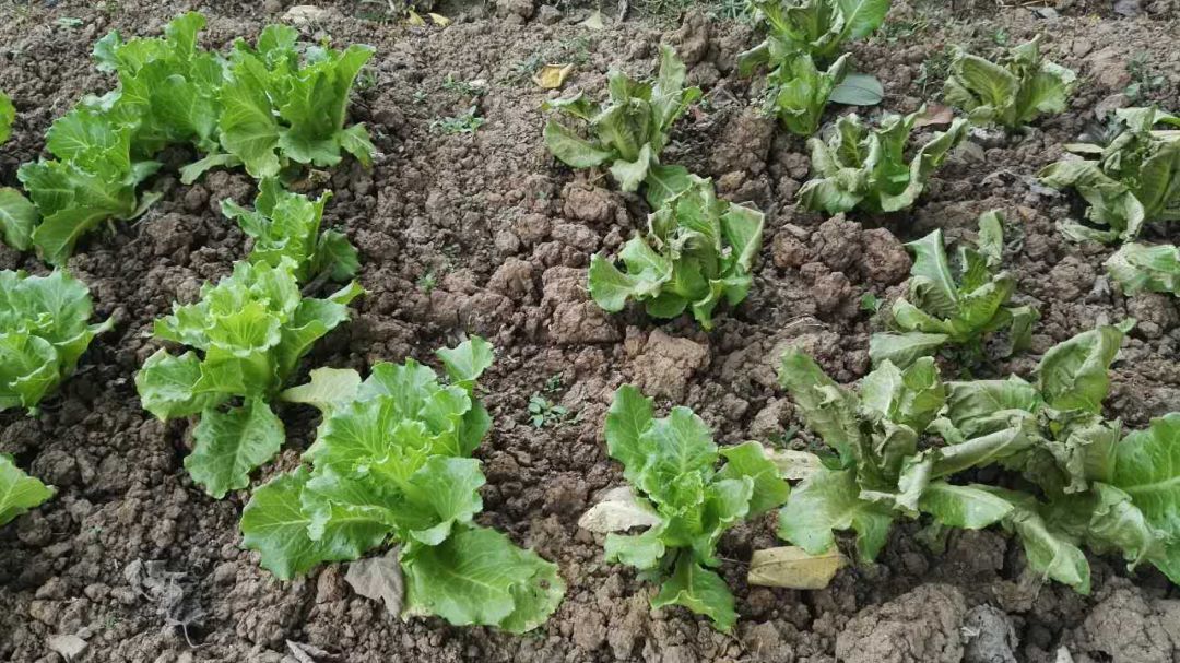 山东众得丰农化助力作物增产增收,节水灌溉增产增收利国利民