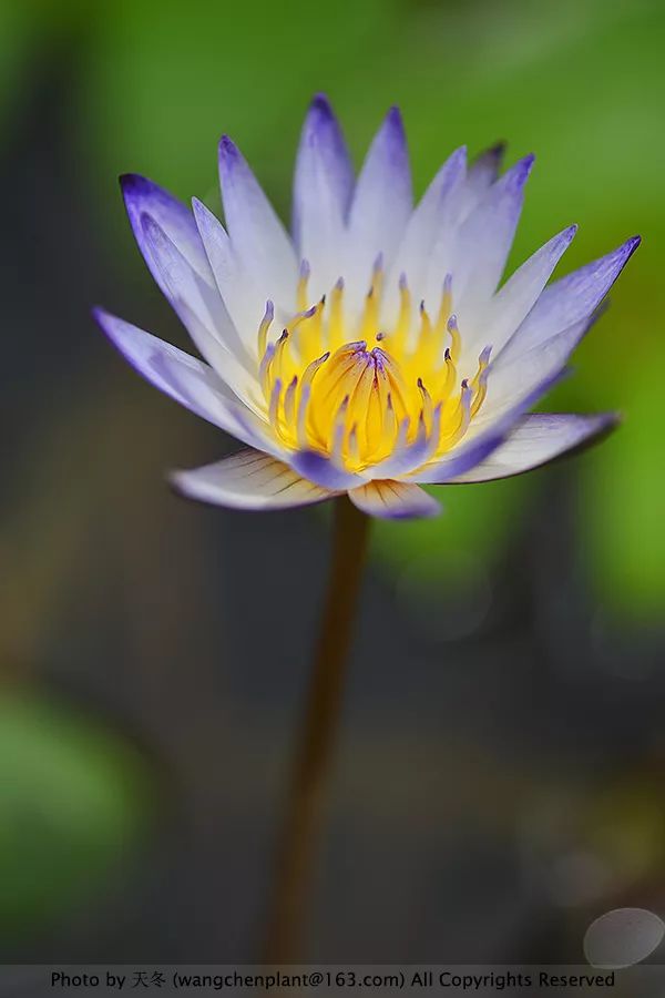 微型睡莲的品种及图片介绍,冬季合适种植的睡莲