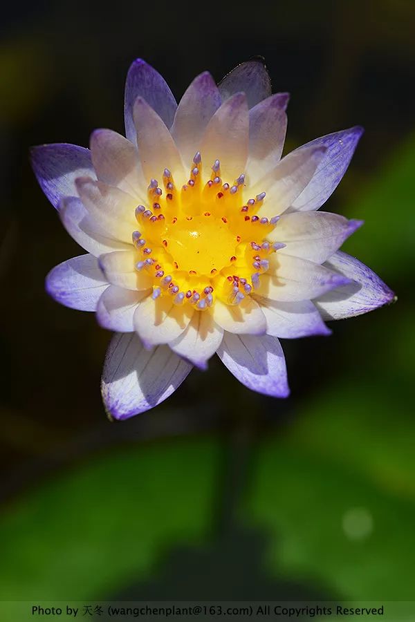 微型睡莲的品种及图片介绍,冬季合适种植的睡莲